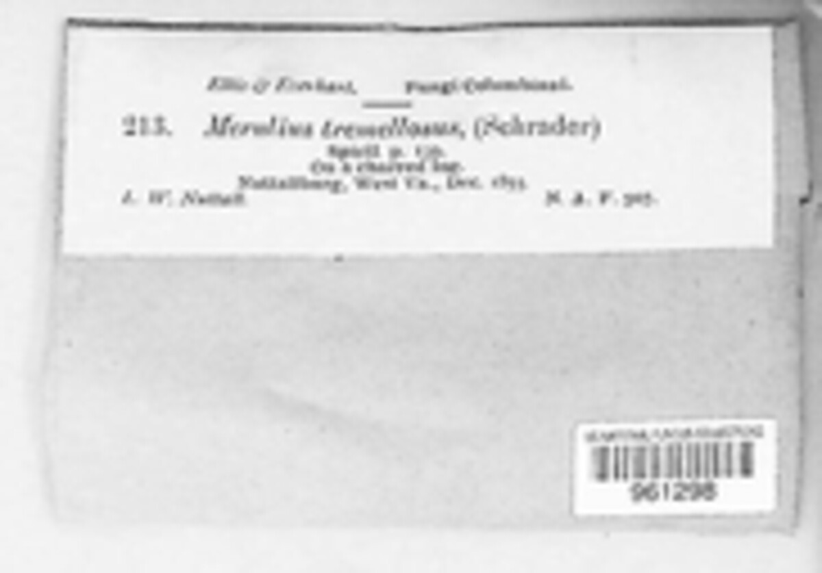 Phlebia tremellosa image